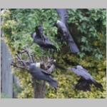 Corvus monedula - Dohle 12.jpg
